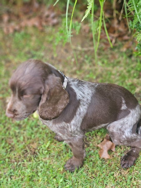 PUREbred Cocker Spaniel "Female" Carousel 2