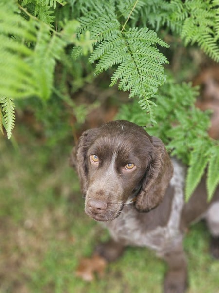 PUREbred Cocker Spaniel "Female" Carousel 1