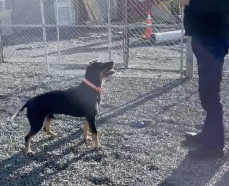 Tasman Pound Dog Baxter is looking for a home Carousel 9
