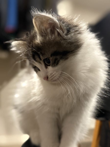 Ragdoll x kittens Carousel 2
