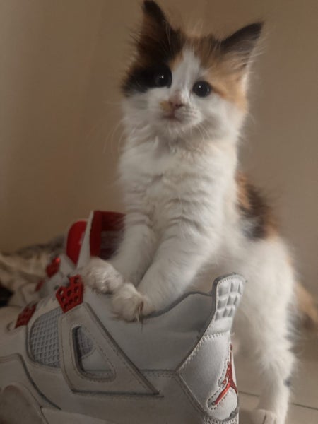Ragdoll x kittens Carousel 1