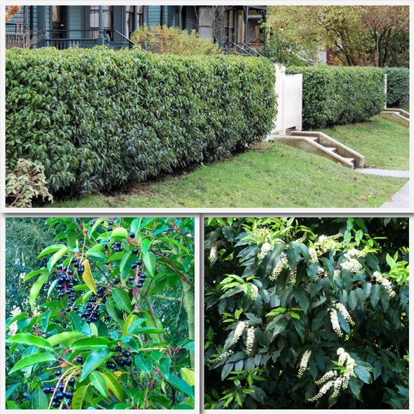 Portuguese Laurel Great Hedge!!!!!! Carousel 1
