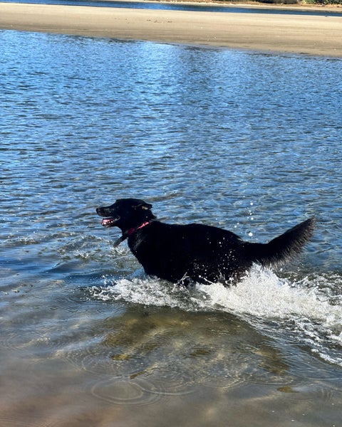 Siberian Husky X Belgian Shepherd Carousel 4