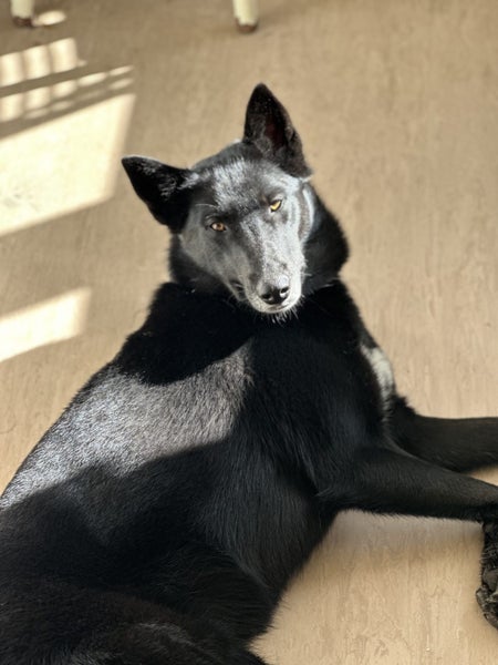 Siberian Husky X Belgian Shepherd Carousel 2