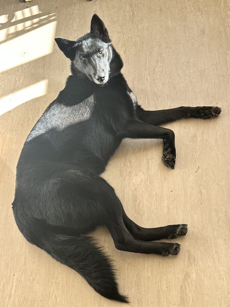 Siberian Husky X Belgian Shepherd Carousel 1