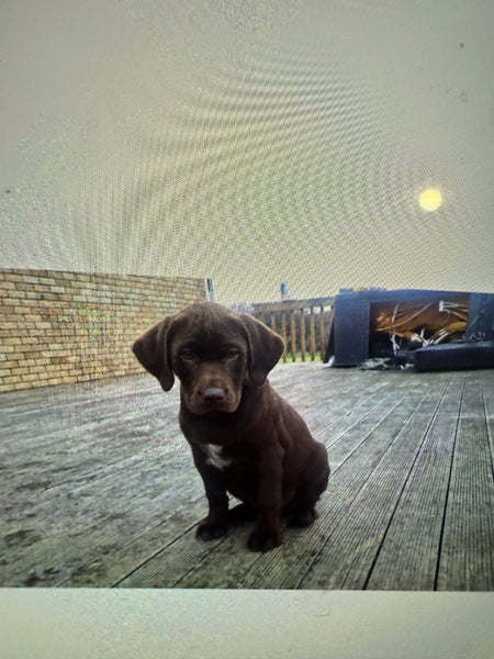 GUNDOGS. VITZLA X LAB62863236757123112