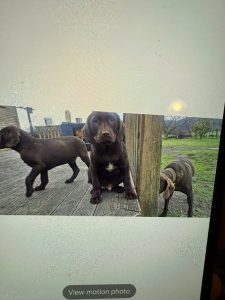 GUNDOGS. VITZLA X LAB62863236757123113
