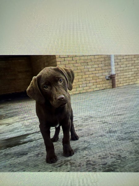 GUNDOGS. VITZLA X LAB62863236757123114