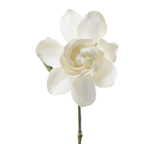 Vintage Gardenia Fragrance Oil x 1 litres62863223014401119