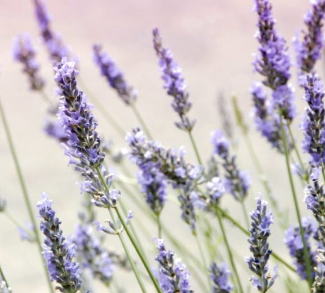 French Lavender Fragrance Oil x 1 litres62863223002627117