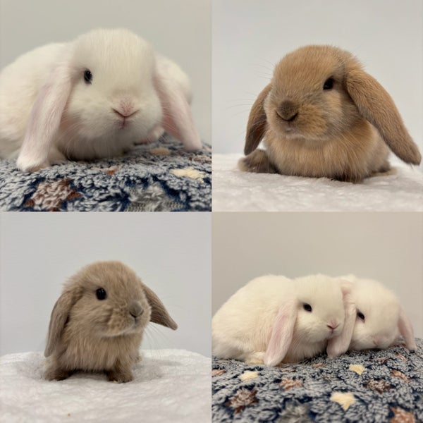 Minilop bunnies Carousel 1