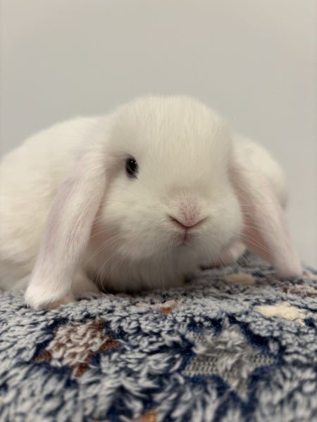 Minilop bunnies Carousel 2