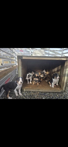 Pig dog pups Carousel 1
