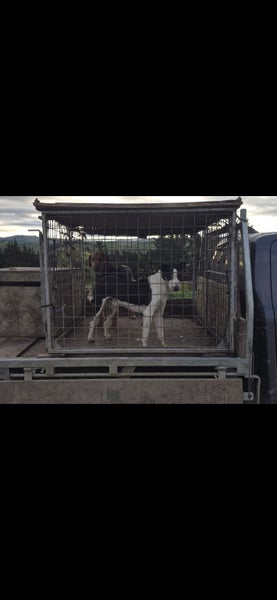 Pig dog pups Carousel 2