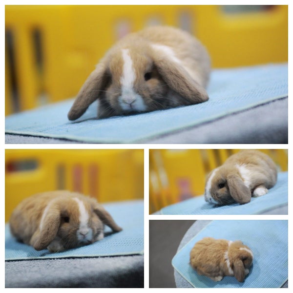 very cute Pure Bred mini Lops Carousel 1
