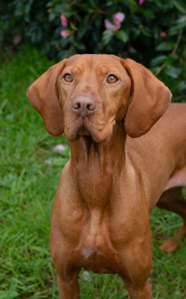 Quest the Vizsla is looking for a New Home! Carousel 7