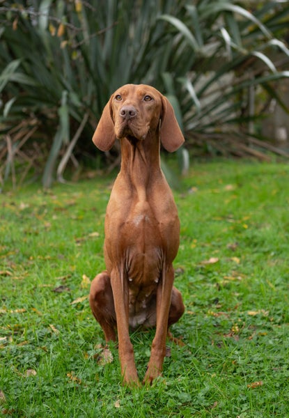 Quest the Vizsla is looking for a New Home! Carousel 2