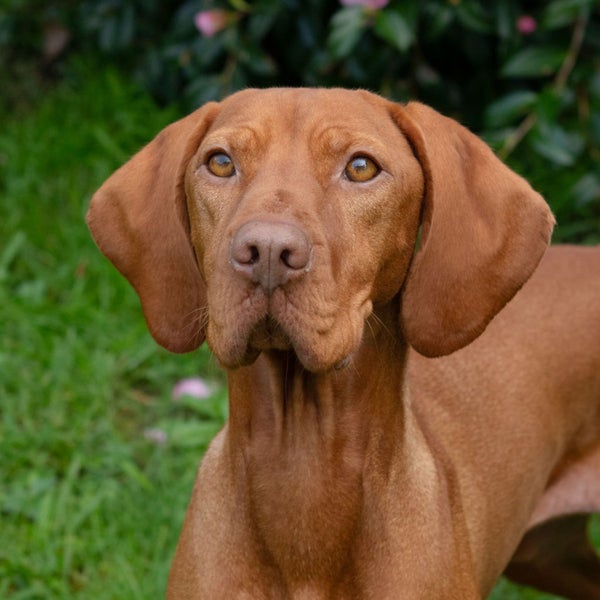 Quest the Vizsla is looking for a New Home! Carousel 1