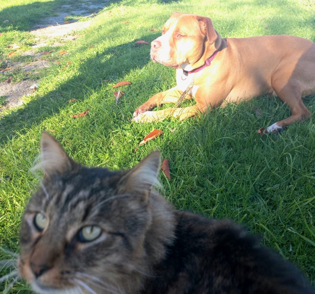 Pound Paws Rescue - On Behalf of - Kylo, Oamaru Carousel 1