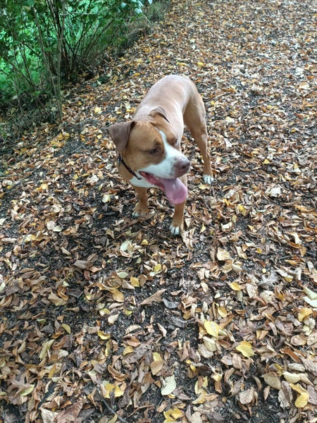 Pound Paws Rescue - On Behalf of - Kylo, Oamaru Carousel 2