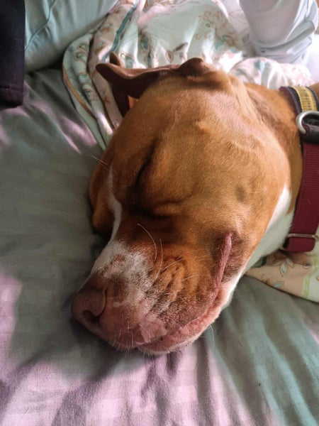 Pound Paws Rescue - On Behalf of - Kylo, Oamaru Carousel 4