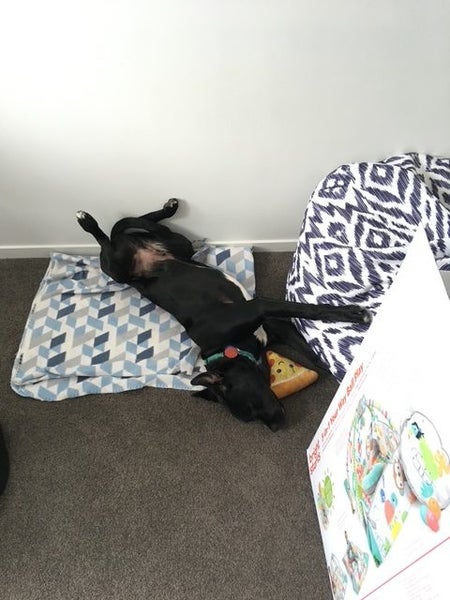 Please Help Porter - Loving Family Dog Needs a New Home Carousel 2