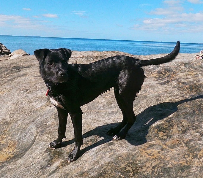 Please Help Porter - Loving Family Dog Needs a New Home Carousel 1