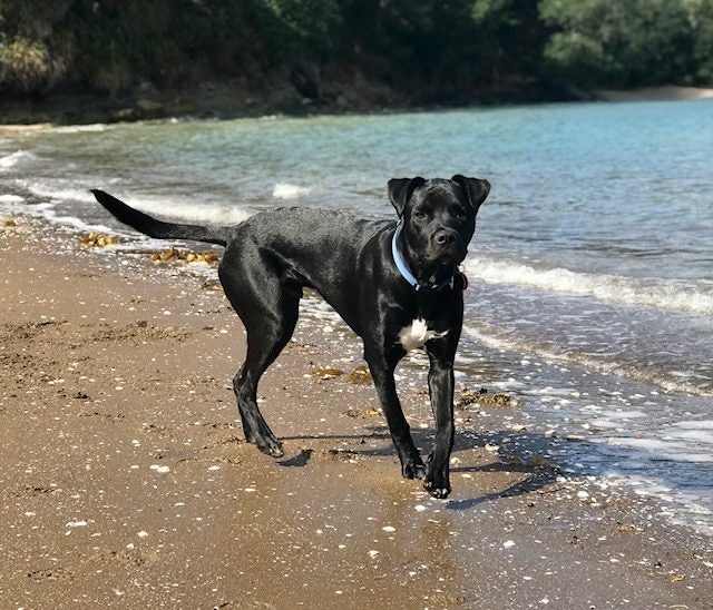 Please Help Porter - Loving Family Dog Needs a New Home Carousel 10