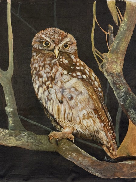 The Little Owl - Ruru Nohinohi62863215417985116