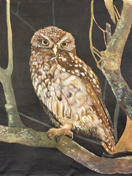The Little Owl - Ruru Nohinohi62863215417985112