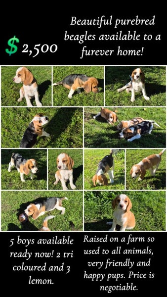 Beagle pups Carousel 1