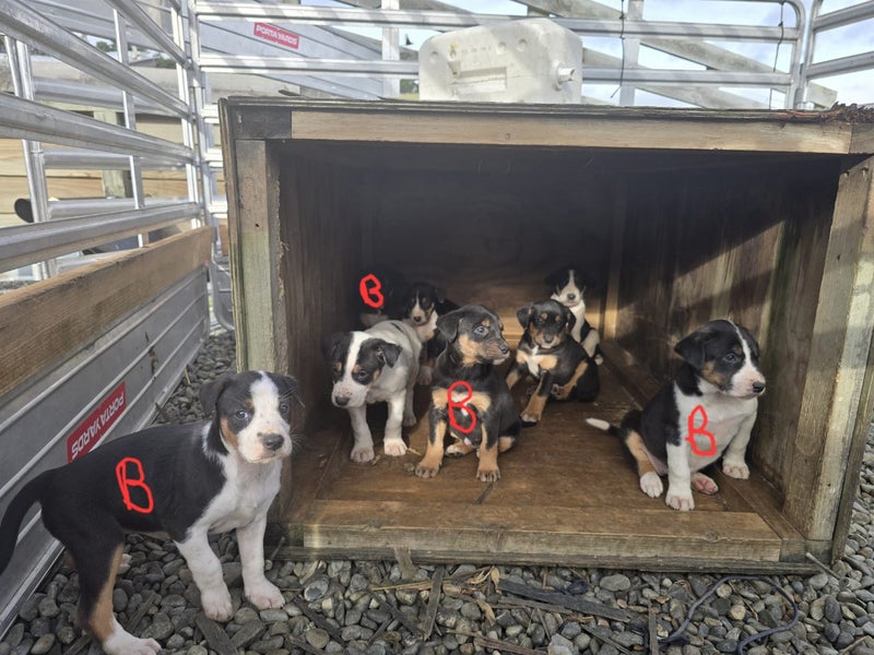 Pig dog pups Carousel 4