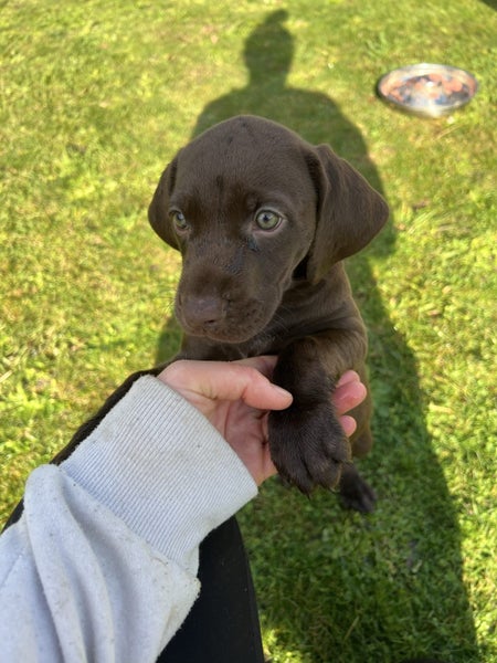 Purebred GSP Puppies Carousel 1