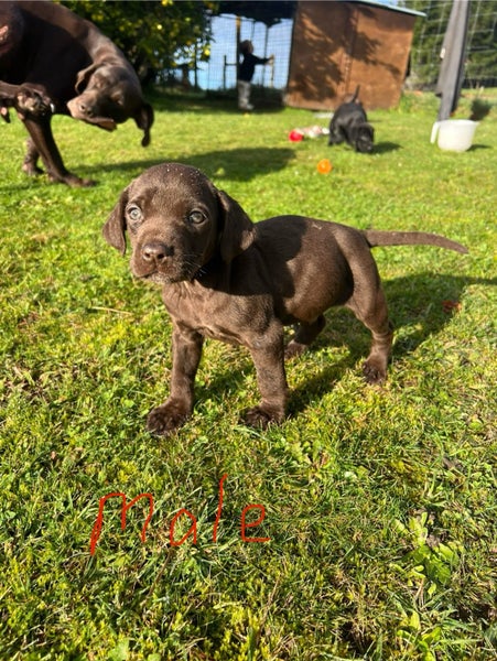 Purebred GSP Puppies Carousel 14