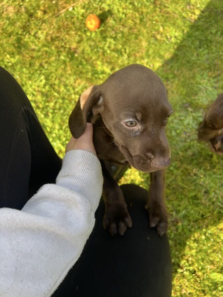 Purebred GSP Puppies Carousel 2