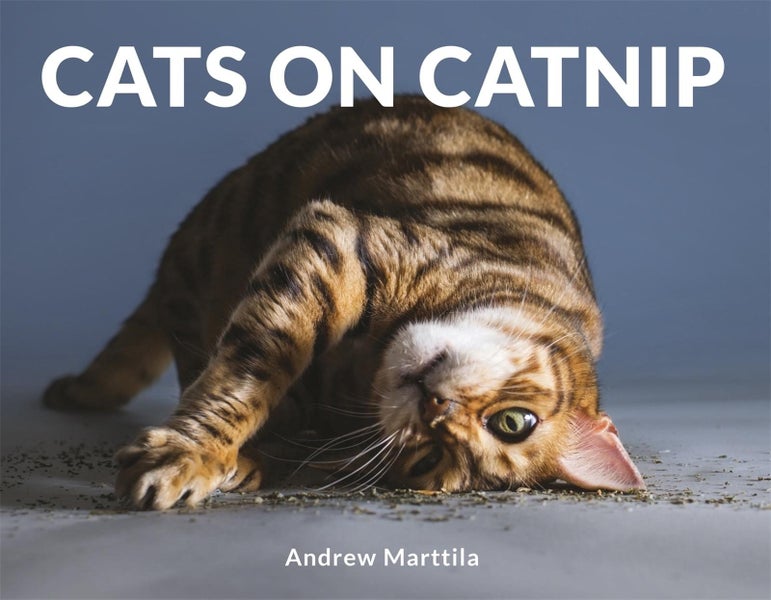 Cats on Catnip by Andrew Marttila - Hardcover Carousel 1