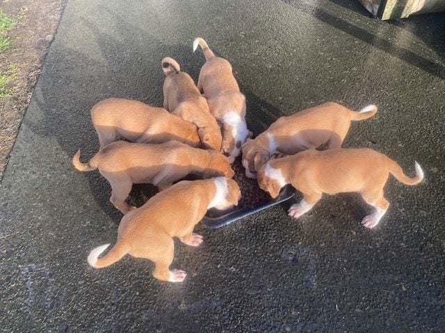 Pig Dog Pups Carousel 1