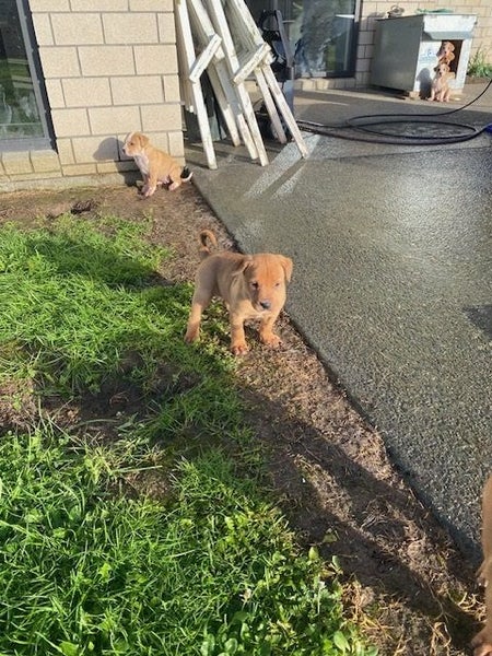 Pig Dog Pups Carousel 2