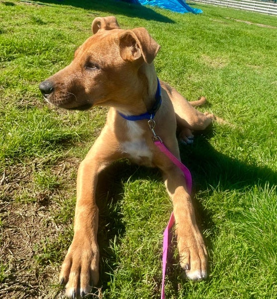 Sassy - Cross breed Carousel 1