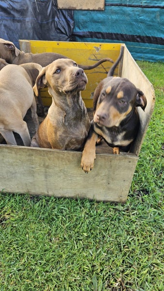 Choc Lab x Staffy Mastiff62863237166465111