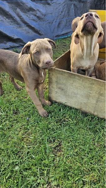 Choc Lab x Staffy Mastiff62863237166465112