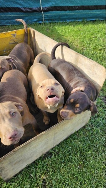 Choc Lab x Staffy Mastiff62863237166465113