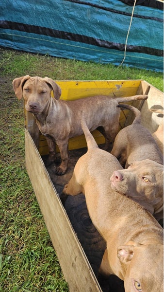 Choc Lab x Staffy Mastiff62863237166465114