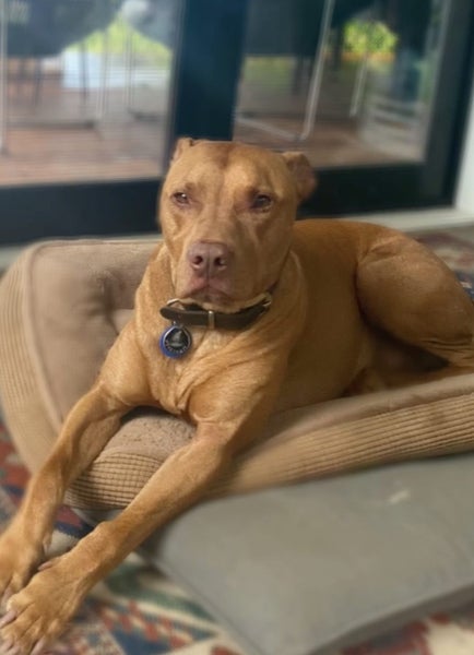 6yr old Male APBT for re-home Carousel 1