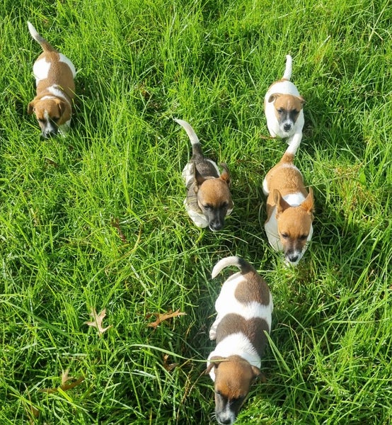 Jack Russell and Foxy cross puppies Carousel 13