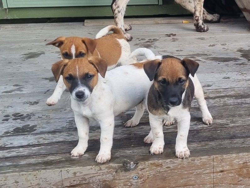 Jack Russell and Foxy cross puppies Carousel 2