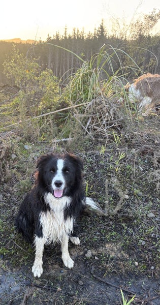 Purebred Border Collie Carousel 2
