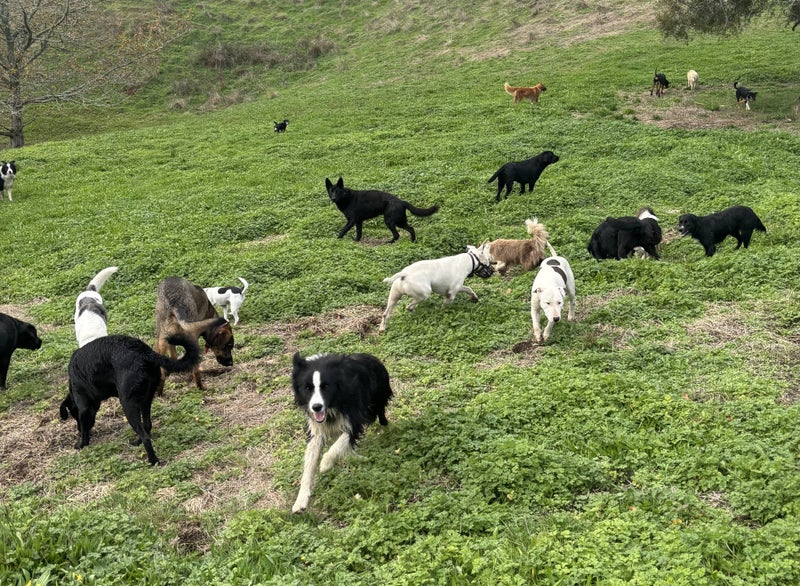 Purebred Border Collie Carousel 1