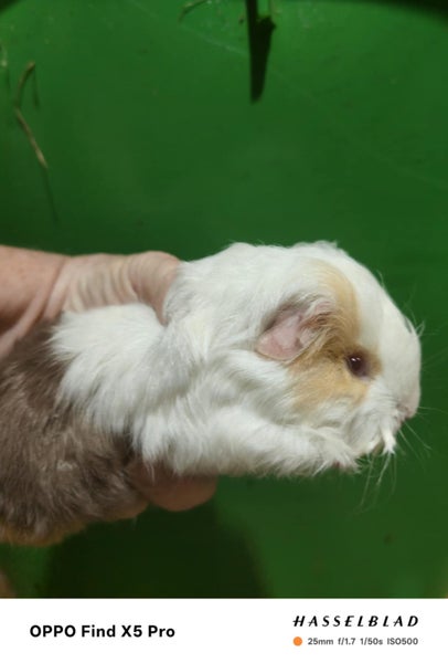 Guinea Pigs Carousel 2