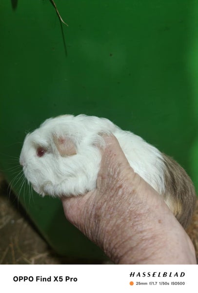 Guinea Pigs Carousel 1